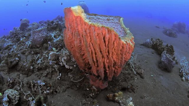 Giant Barrel Sponge, Xestospongia muta, growing on dark volcanic sand in Bali