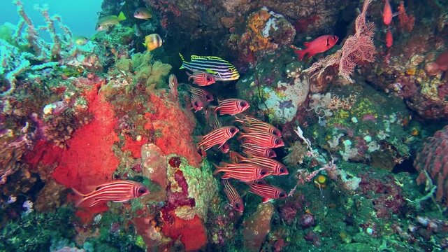 School of Squirrelfish, Sargocentron sp., swimming by a vibrant coral reef wall