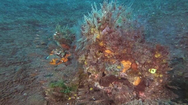 Small tropical reef fish swimming around a coral outcrop with sponges and hydroids