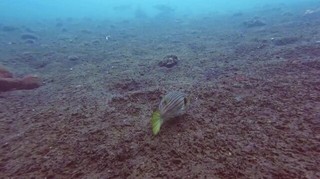 Underwater footage of a pufferfish swimming across a silty ocean floor