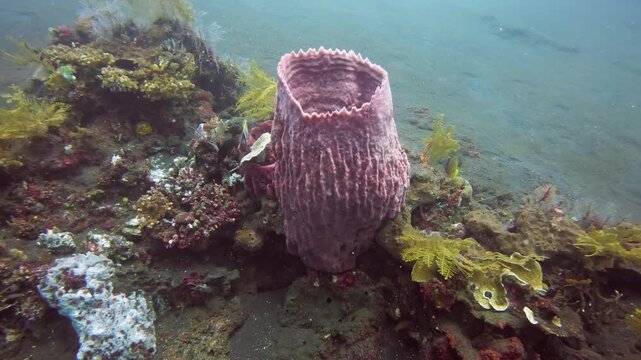 Large purple giant barrel sponge, Xestospongia muta, on a reef in Tulamben, Bali
