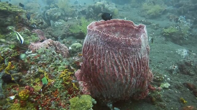 Giant Barrel Sponge, Xestospongia muta, on a vibrant coral reef in Tulamben, Bali
