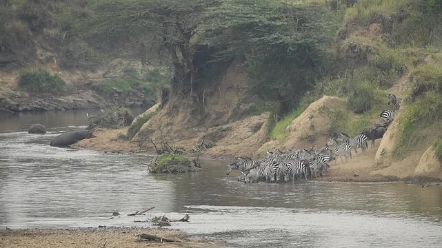 Group of zebras drinking water in the Masai Mara river.