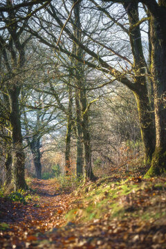 Sunlight filters through mossy branches onto a leaf-strewn path.
