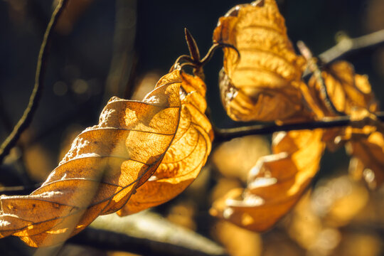 Golden light illuminates the delicate veins of autumn leaves.