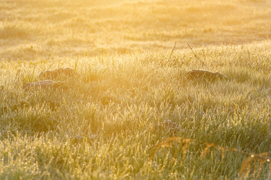 Golden light kisses dew-kissed grass, a silent morning awakens.