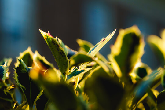 Golden light catches sharp leaves in twilight's embrace.