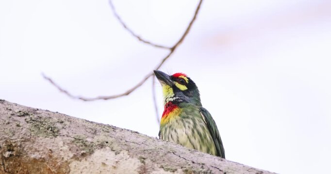 Coppersmith Barbet bird perched on a thick tree branch looking upwards against a bright sky during daytime. Close-up shot of tropical bird in its natural habitat.