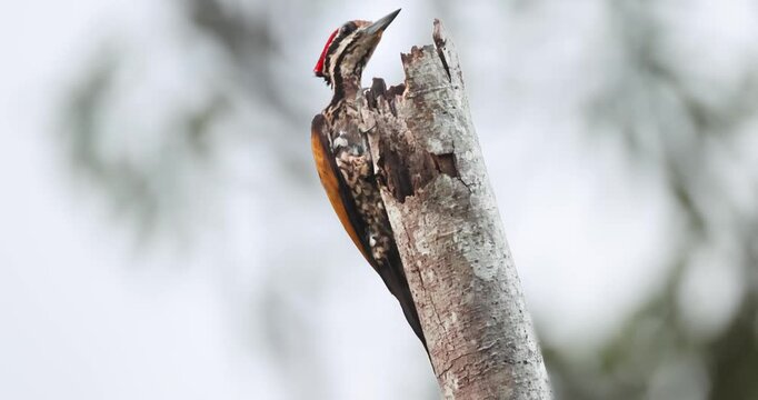 Common Flameback (Dinopium javanense) woodpecker perched on a decaying tree trunk in a tropical forest during the day. Close-up shot showing red crest and golden back plumage. Slow motion.