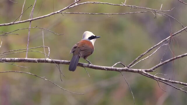 White-crested Laughingthrush perched on thin tree branch in tropical forest during daytime. Garrulax leucolophus bird looking around in natural habitat. Close-up shot with bokeh background.