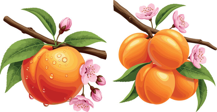 Fresh peach fruit with leaves and blossoms vector illustration set, juicy ripe peaches on branch isolated botanical design