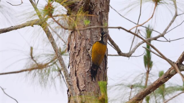 Common Flameback woodpecker (Dinopium javanense) perched on a pine tree trunk in a forest during the day. Real time of the bird with yellow back and black and white head markings. Slow motion.