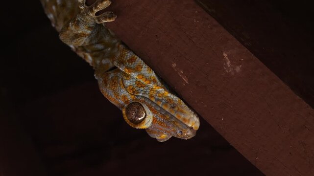 Tokay gecko with orange spots clinging upside down to a dark wooden beam in a house at night. Close-up macro shot showing skin texture and large eye.