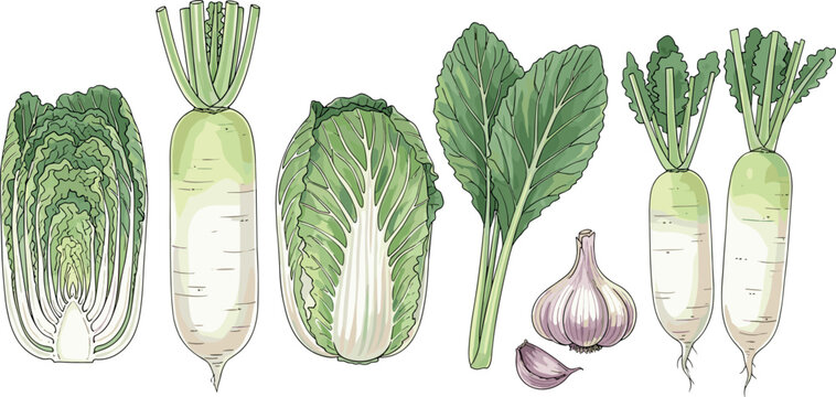 Chinese cabbage, daikon radish and garlic set isolated on white background, fresh organic vegetables vector illustration for healthy food design