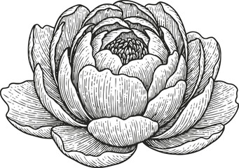 Obraz premium Detailed hand drawn lotus flower illustration with intricate line art and delicate petals design