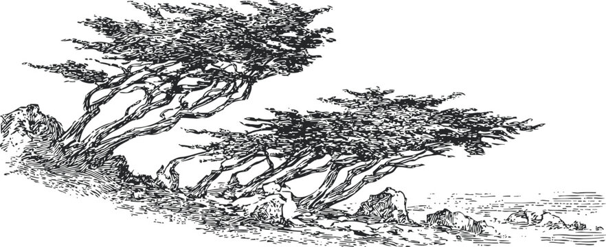 windswept trees bending over rocky terrain with twisted branches in a natural landscape