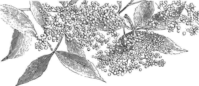 Black elderberry branch with ripe berries and detailed leaves botanical vintage illustration