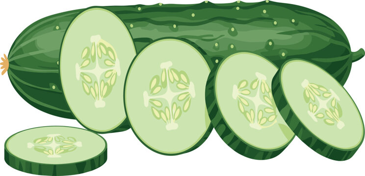 Cucumber slice vector illustration with fresh green vegetable and water splash effect, healthy organic food design isolated on white background