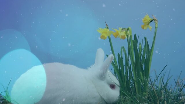 White rabbit sniffing daffodil scent, leaning, grazing to feed, shifting center with bokeh sparkles