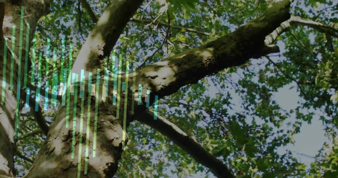 Large trunk anchoring while equalizer bars appearing left, expanding across bark, visualizing tech