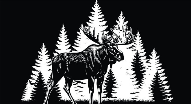 Majestic bull moose with large antlers standing in a dense pine forest evergreen wilderness landscape silhouette for hunting outdoors and North American wildlife nature conservation.