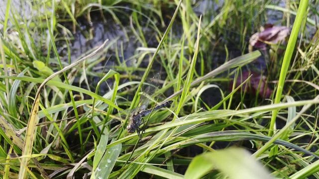 Macro of Male Broad-Bodied Chaser Dragonfly Libellula Depressa Resting on Green Grass in Wetland