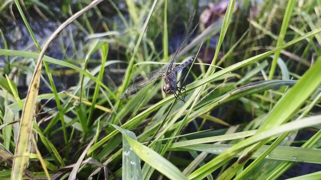 Macro of Male Broad-Bodied Chaser Dragonfly Libellula Depressa Resting on Green Grass in Wetland