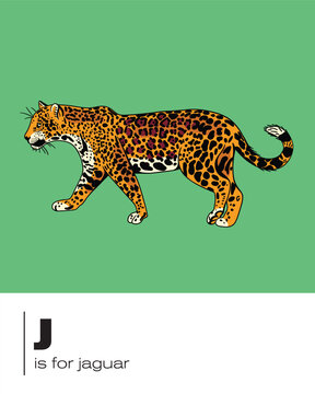 J is for Jaguar flash card vector illustration for learning, education and classroom posters