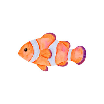 Watercolor Orange Clownfish Illustration in Bright Colors with White Stripes for Sea-Themed Art