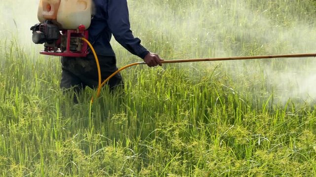 A worker distributes treatment spray across a section of mature rice plants using agricultural equipment while walking through dense grain vegetation. Agricultural practice.