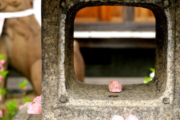 日本の神社に並ぶ可愛いピンクのうさぎと伝統的な石灯籠 © taka