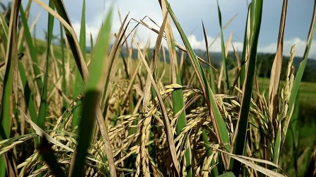 Rice plants (oryza sativa) enter the harvest period