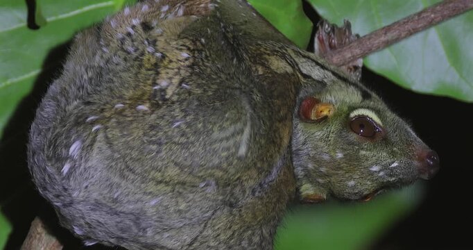 Baby Sunda flying lemur clinging to tree branch in tropical rainforest. Wildlife conservation and exotic biodiversity in Southeast Asia.