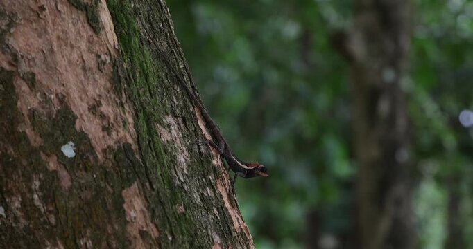 Oriental garden lizard climbing mossy tree trunk in tropical forest. Wildlife biodiversity and exotic nature exploration.