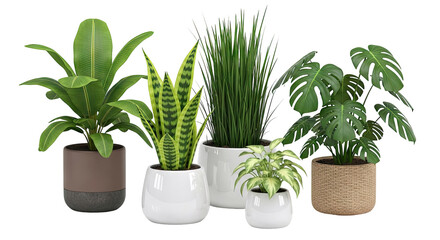 Fototapeta premium Collection of Potted Houseplants on White Background