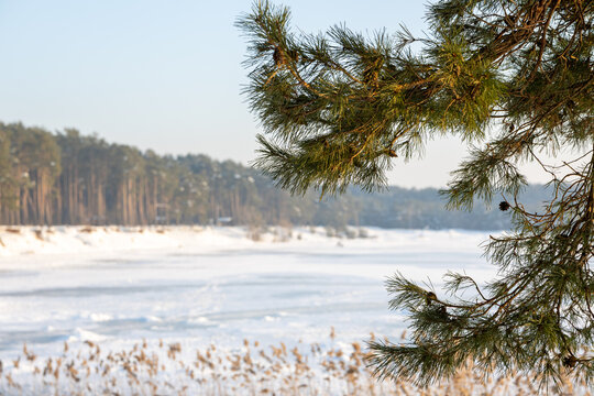 Pine branches over frozen lake with forest shoreline in winter daylight