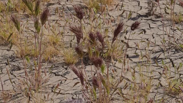  Grasses growing in cracked mud flat.