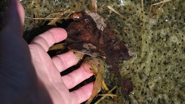 Beginning of Life, Frog Eggs Floating in a Wild Wetland Environment. Fragile Ecosystem, Frog Spawn as Indicator of Environmental Health. Human Hand.