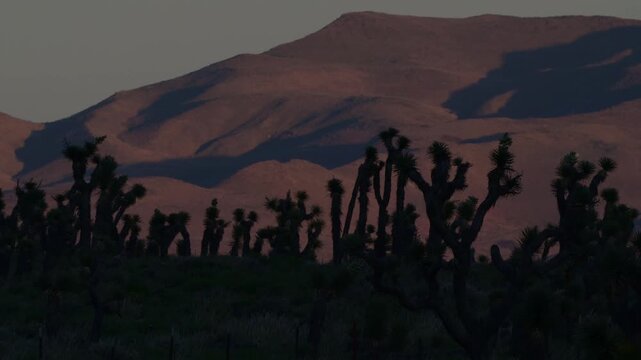 Joshua trees in silhouette evening light.