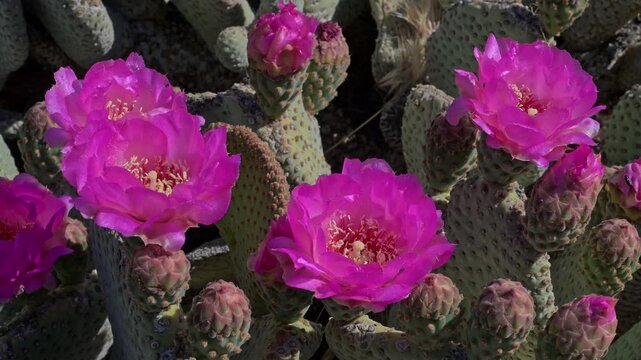 Multiple beaver tail cactus flowers with insects.