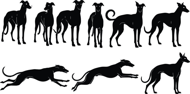 Set of black silhouettes of greyhound dogs running, standing, and posing, perfect for sighthound racing, pet care, canine sports, and vector illustrations. (23 words)