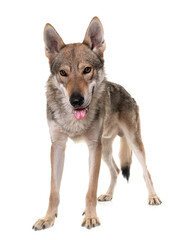 Obraz premium czechoslovakian wolf dog