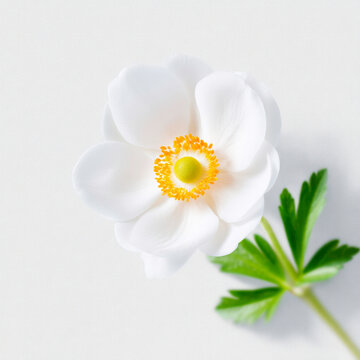 White Anemone Flower With Vibrant Yellow Center And Green Leaves Isolated On White Background
