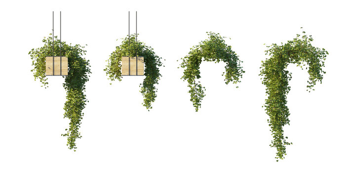 hanging wooden planter with climbing vine plant and versions without wooden planter (trailing vine, hanging basket, bare root vine) isolated PNG on a transparent background premium nature cutout