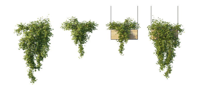 hanging wooden planter with climbing vine plant and versions without wooden planter (trailing vine, hanging basket, bare root vine) isolated PNG on a transparent background premium nature cutout