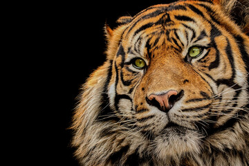 Obraz premium Tiger portrait with copy space on black background dramatic wildlife banner