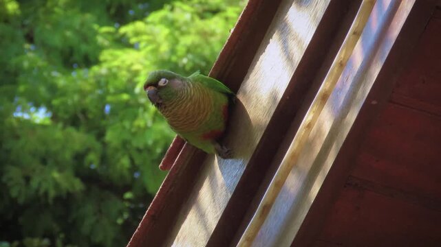 A bird seen looking out from a gap in the wooden structure, showing its vibrant green feathers and curious expression, Maroon-bellied Parakeet (Pyrrhura frontalis)