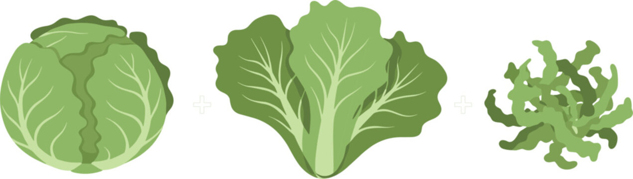 Lettuce vegetable set with whole head leafy greens and chopped salad ingredients fresh food vector illustration collection