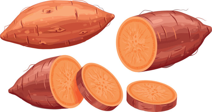 Sweet potato vegetable illustration with whole and sliced yam detailed realistic food vector collection isolated on white