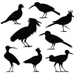 Obraz premium Set of different wild bird silhouettes standing in various poses with silhouette standing wildlife collection isolated perching creature ornithology illustration minimalist birdlife